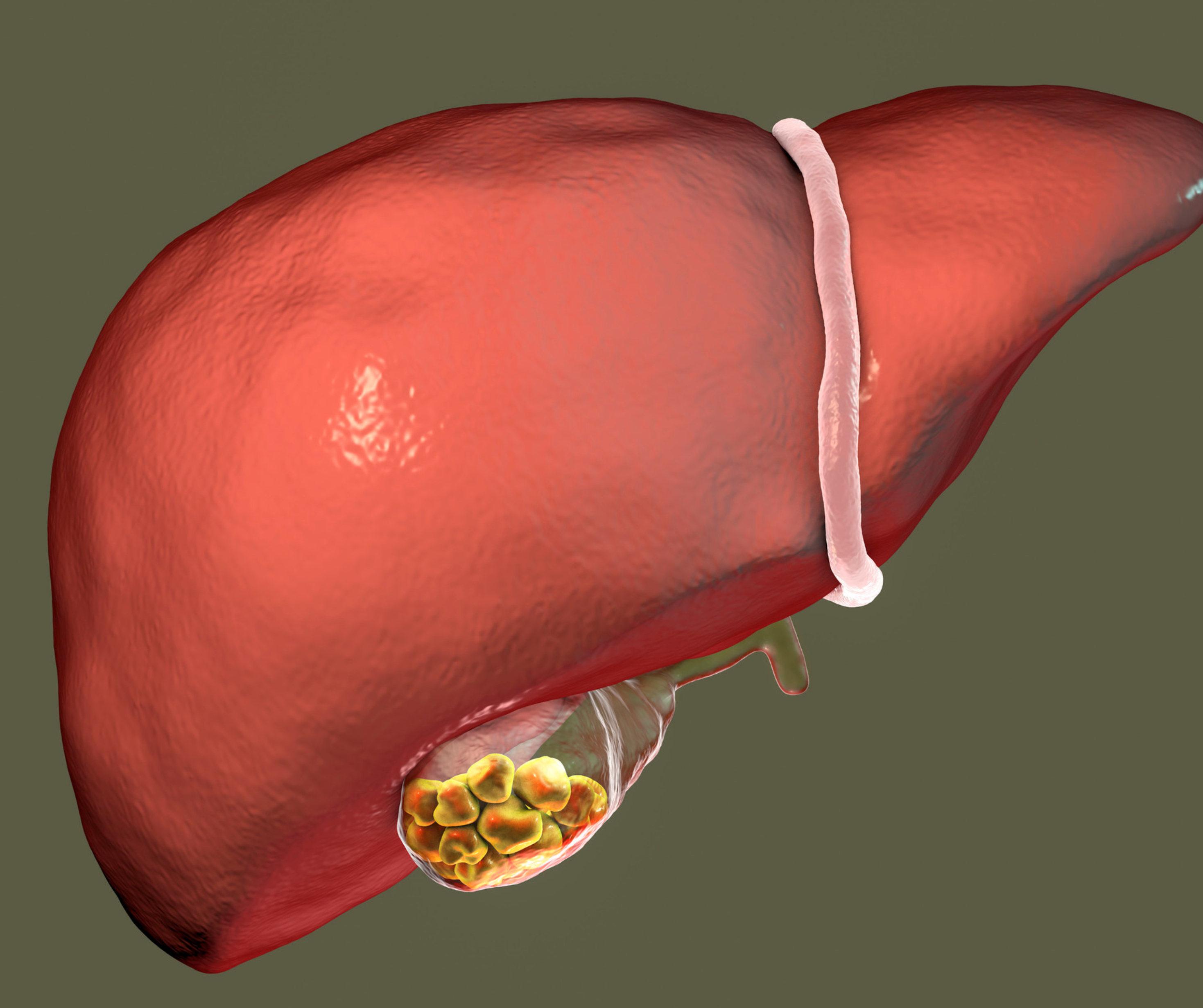 higado representacion grafica